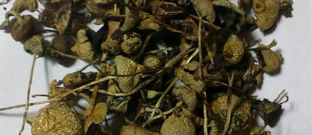 Liberty Caps Mushrooms (Psilocybe semilanceata) in natural habitat for educational identification. Liberty Caps Mushrooms Educational Guide